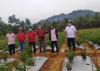 1.000 Ha Ditargetkan Untuk Pengembangan Cabe di Bolsel