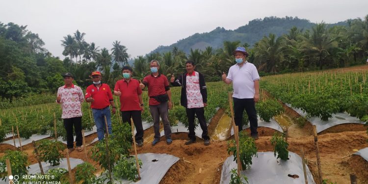 1.000 Ha Ditargetkan Untuk Pengembangan Cabe di Bolsel