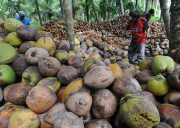 Kelapa, Cengkeh dan Kakao Jadi Unggulan di Bolsel