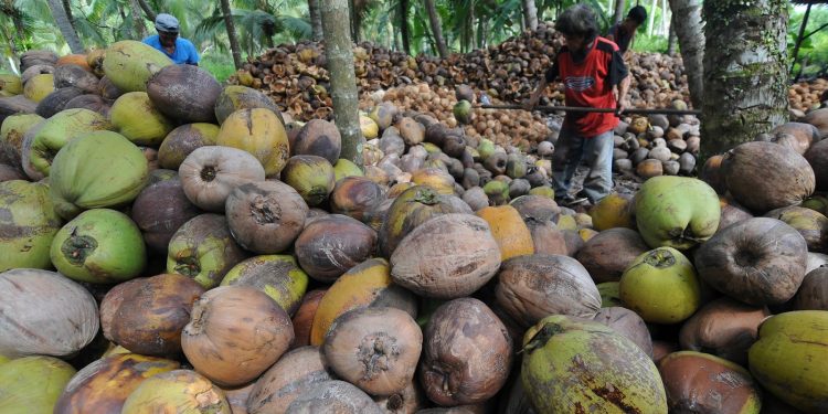 Kelapa, Cengkeh dan Kakao Jadi Unggulan di Bolsel