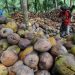 Kelapa, Cengkeh dan Kakao Jadi Unggulan di Bolsel