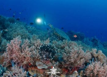 Keindahan Bawah Laut Bolsel Goda Freediver Dari Berbagai Daerah
