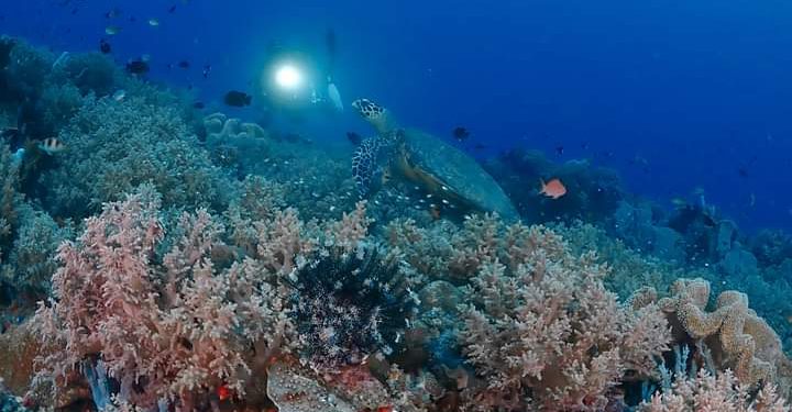 Keindahan Bawah Laut Bolsel Goda Freediver Dari Berbagai Daerah