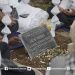Makam Raja Arie Van Gobel Dipindahkan