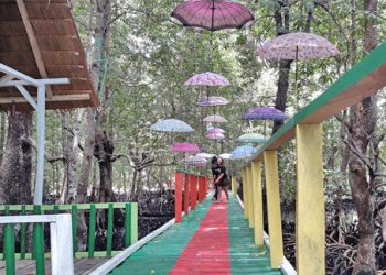 Liburan Wisata Mangrove Trans Pato’a Bisa Jadi Pilihan