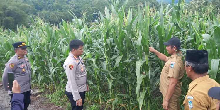 Dukung Program Ketahanan Pangan, Kapolres Bolsel Tinjau Perkebunan Jagung Siap Panen