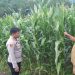 Dukung Program Ketahanan Pangan, Kapolres Bolsel Tinjau Perkebunan Jagung Siap Panen