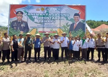Bersama Distan dan Poktan, Polres Bolsel Gelar Panen Jagung Perdana