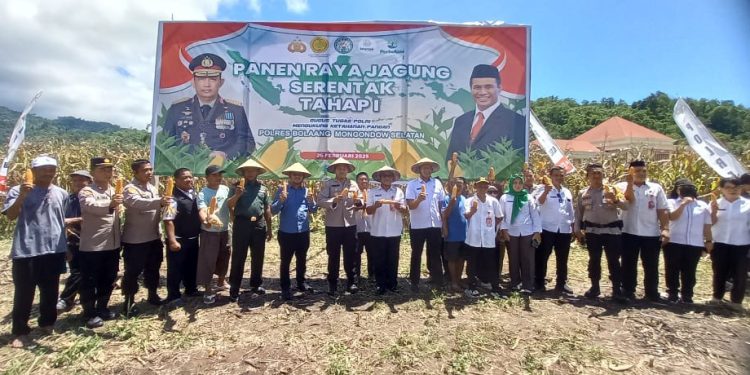Bersama Distan dan Poktan, Polres Bolsel Gelar Panen Jagung Perdana
