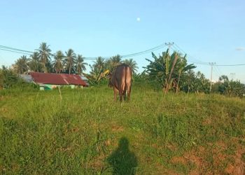 RSP Bintauna : Mohon Kebijaksanaan, Jangan Ikat Hewan Ternak di Halaman Rumah Sakit