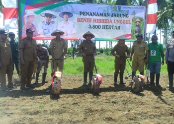 Pemda Bolmut Kecipratan Bantuan Benih Jagung 52,2 Ton dari Kementan-RI