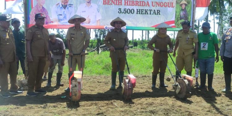Pemda Bolmut Kecipratan Bantuan Benih Jagung 52,2 Ton dari Kementan-RI