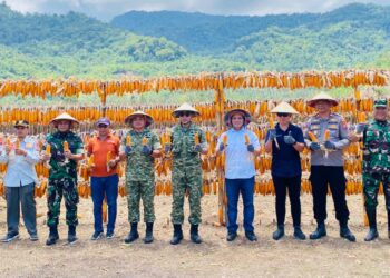 Bersama Danrem 131, Wabup Bolmong Hadiri Panen Raya Jagung Hibrida di Desa Bolangat