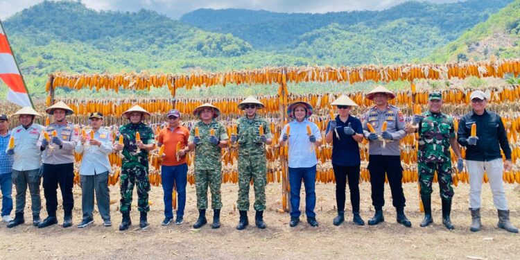 Bersama Danrem 131, Wabup Bolmong Hadiri Panen Raya Jagung Hibrida di Desa Bolangat