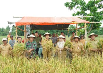 Hadiri Penen Padi Sawah di Tolondadu II, Bupati Iskandar Dorong Ketahanan Pangan Daerah