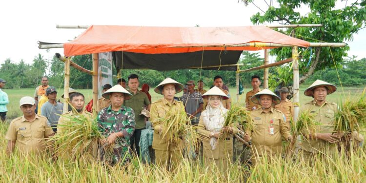 Hadiri Penen Padi Sawah di Tolondadu II, Bupati Iskandar Dorong Ketahanan Pangan Daerah