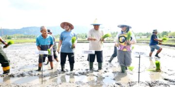 Perkuat Ketahanan Pangan Daerah, Gubernur Sulut Bersama Bupati Bolmong Tanam Padi di Desa Solog