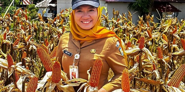 Produksi Jagung di Bolmut Tahun 2025 Tembus 40.287 Ton